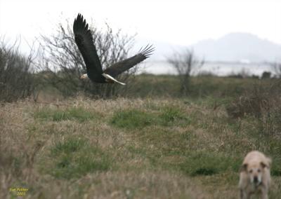2-28 eagle + J 2378.jpg
