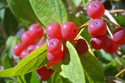 berries1.jpg