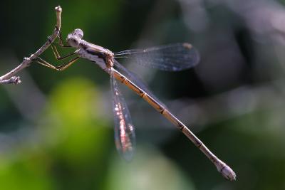 small-dragonfly2.jpg