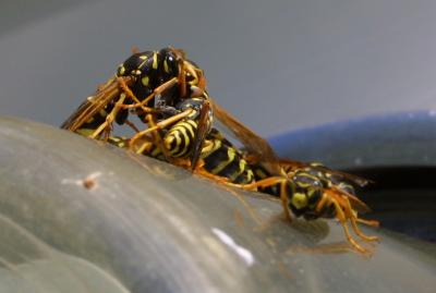 wasp-wrestling.jpg