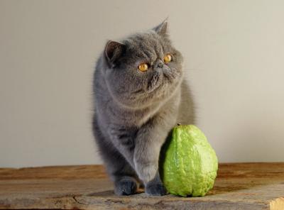 Cats That Like Fruit