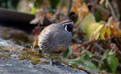 Quail3.jpg