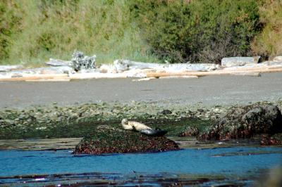 seals2.jpg