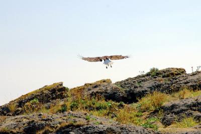 Eagle1.jpg