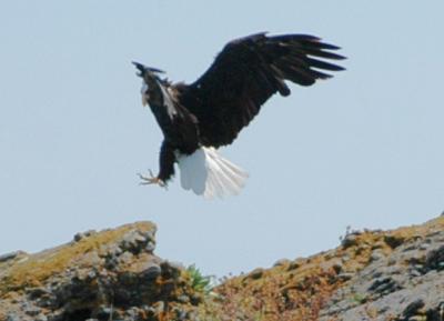 eagle2.jpg