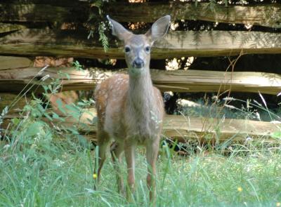 BlacktailFawn.jpg