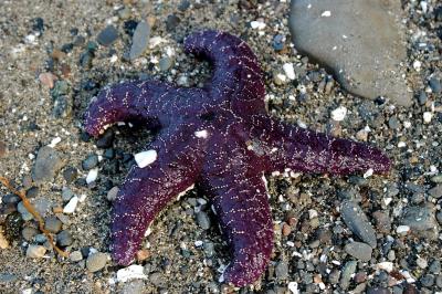 Starfish.jpg