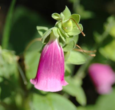 MtNormanBells.jpg