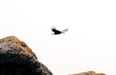 eagle.jpg