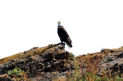 eagle10.jpg