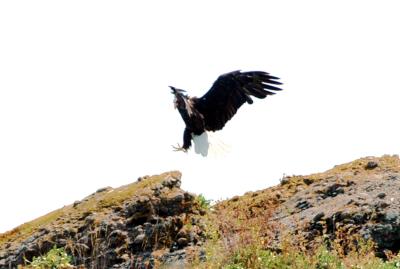 eagle13.jpg