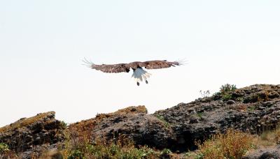 eagle14.jpg