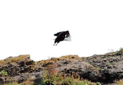 eagle4.jpg