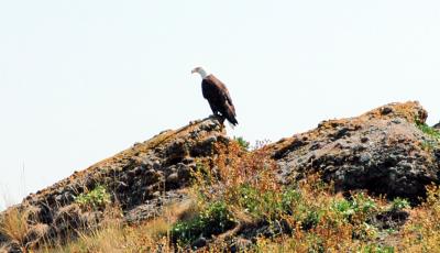 eagle5.jpg