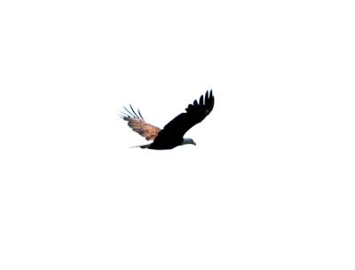 eagle6.jpg