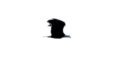 eagle7.jpg