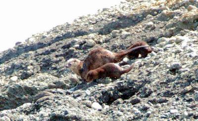 riverotter13.jpg