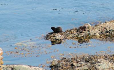 riverotter2.jpg