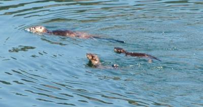 riverotter8.jpg