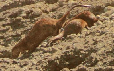 riverotter9.jpg