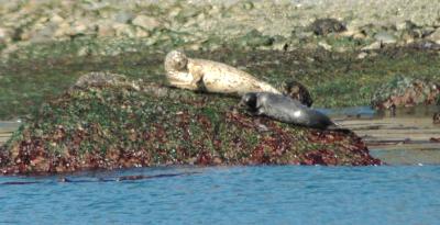 Seals1.jpg