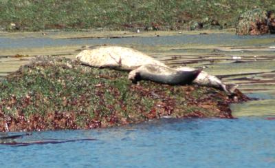 Seals4.jpg