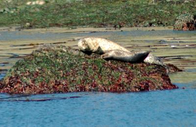 Seals6.jpg