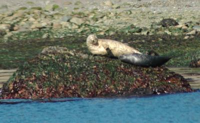 Seals7.jpg