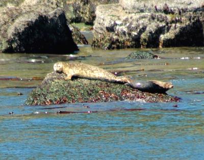 Seals8.jpg