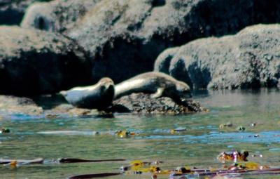 Seals9.jpg