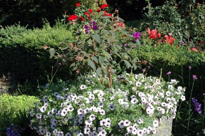 garden2.jpg