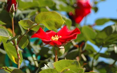 garden4.jpg