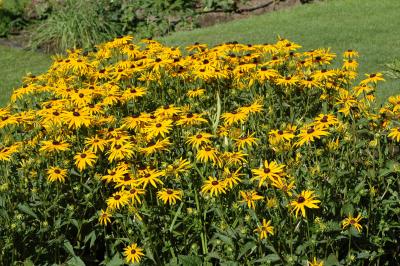 garden5.jpg