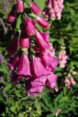garden6.jpg