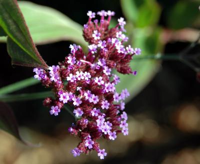 garden8.jpg