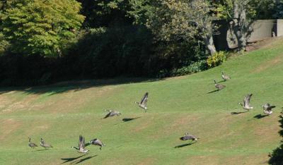 geese.jpg