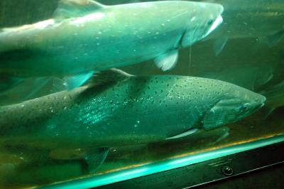 salmon2.jpg