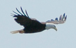 eagle5.jpg