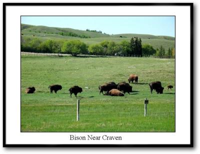 u36/terranceb/medium/23779464.BisonNearCraven.jpg