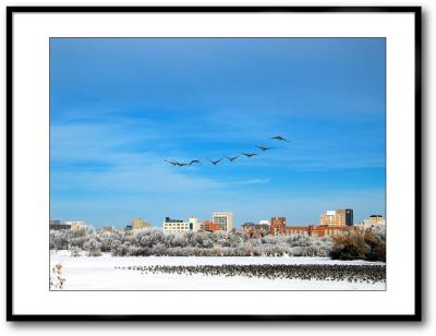 Geese Over The City