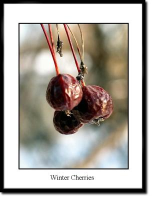 u36/terranceb/medium/23779584.Winter_Cherries.jpg