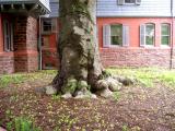 Sagamore Hill tree trunk