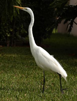Egret on my front yard