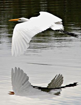 Gliding over my lake