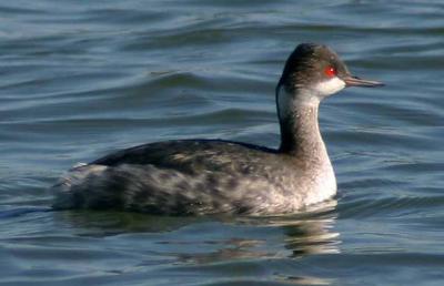 Eared Grebe