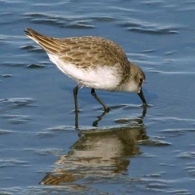 Western Sandpiper, winter