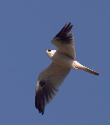 White-tailed Kite, adult flying