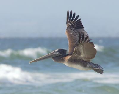 Brown Pelican, juvenile