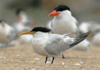 Elegant Tern, adult, with Caspian Tern