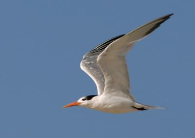 Elegant Tern, flying